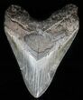 Bargain, Fossil Megalodon Tooth #57452-1